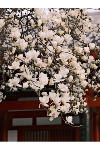 Tüplü Büyük Çiçekli Manolya Fidanı Magnolia Grandiflora Herdem Yeşil Kokulu Tüplü Büyük Çiçekli Manolya Fidanı Magnolia Grandiflora Herdem Yeşil Kokulu