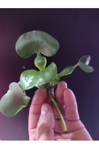 Eichhornia Crassipes Su Sümbülü M Boy Canlı Akvaryum Bitkisi - Adet 5-6 Yaprak
