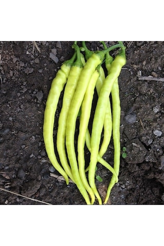 Geleneksel Yalova Çorbacı Lezzetli Sarı Sivri Tatlı Biber Tohumu 50 Tohum