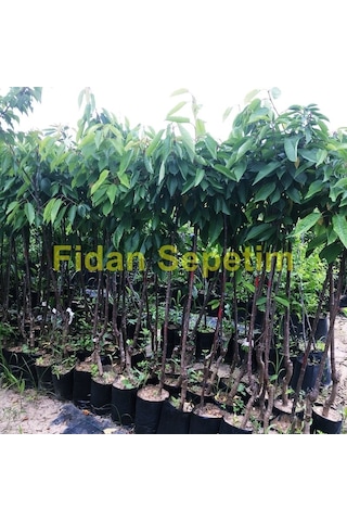 3 Yaş Aşılı Starksgold Tozlayıcı Kiraz Fidanı