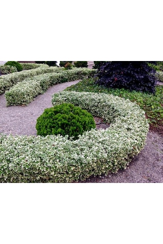Alaca Taflan Fidanı 30-50 Cm Euonymus Japonica Variegata Da