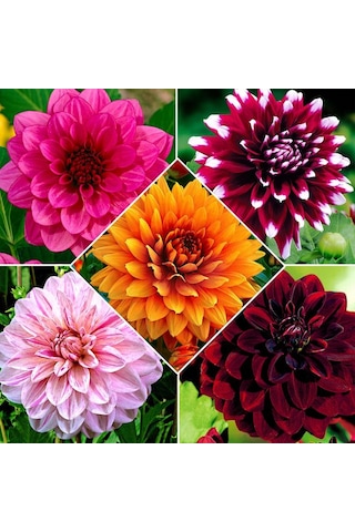 53 Adet Bodur Yıldız Dahlia Çiçeği Yumrusu Karışık12 Renk .yumru Boyu 9 Cm . Yeni Mahsul.çiçekli Boyu 45 Cm.