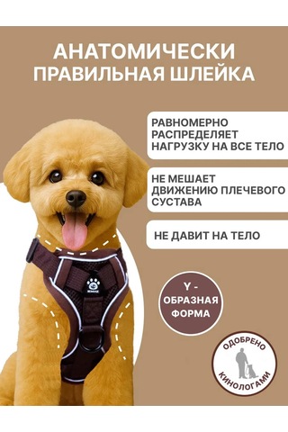 Tori Küçük Ve Orta Irklar İçin Tasmalı Köpek Kayışı Ve Kedi Şeridi 417829533