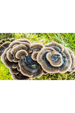 Şifa Hindikuyruğu Coriolus Versicolor 80 G