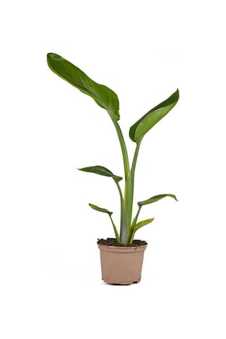 Mini Saksıda Starliçe Cennet Kuşu Çiçeği 5 15 Cm 1 Adet Salon Bitkisi Strelitzia Nicolai