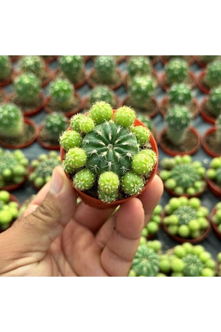 Çiçek Açan Tür, Bol Yavrulu Matucana Polzii Kaktüsü 5.5cm Saksıda Gönderilir 1 Adet