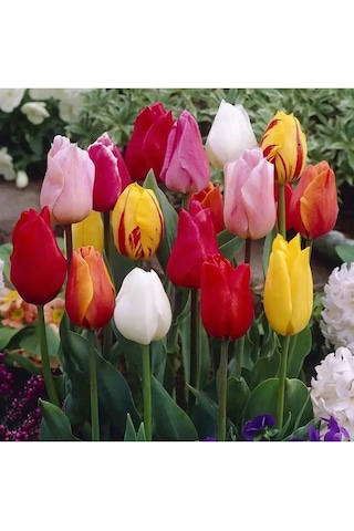 Flower House Mıx 10 Adet Lale Soğanı 162970124