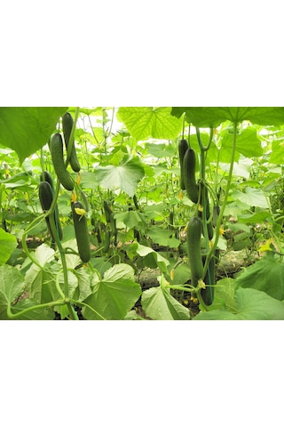 Hibrit Sırık Salatalık Hıyar Tohumu 10 Adet Tohum İçerir N114406