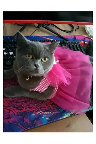 Gobo Kareli Yıldızlı Tüllü Kedi Köpek Kıyafeti Elbisesi