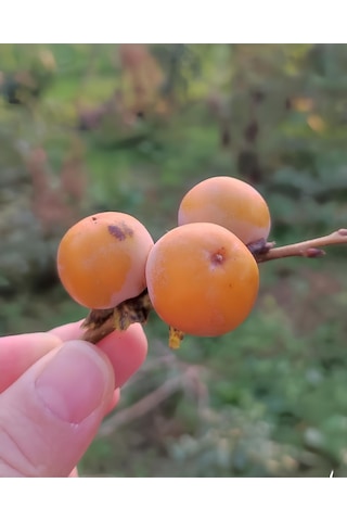 Soğuğa Dayanıklı Yabani Cennet Hurması Fidanı Trabzon Hurması - Tüplü Kara Hurma - Mini Meyveli