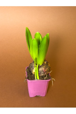 Sümbül Hyacinthus Orientalis 19 Cm Tekli Saksıda Filizlenmiş Form