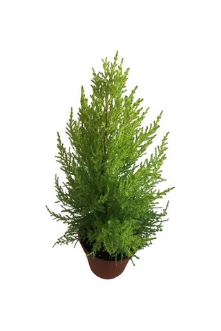 Cupresus - Limon Selvi