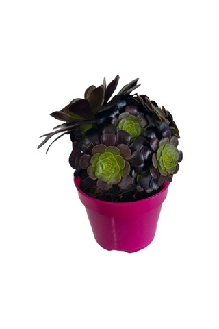 Aeonium Velour 15 Cm Lik Saksıda