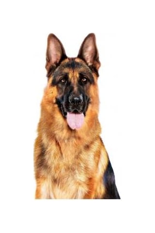 Royal Canin Büyük Irklar İçin Yaş Konserve Köpek Maması 410g
