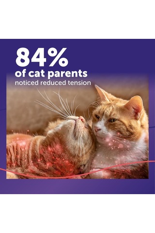 Felıway Multicat Sakinleştirici Feromon, 30 Gün Dolum - 1 Paket