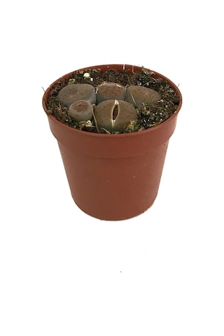 Lithops Mix (Taş Kaktüs) Ø5,5 CM Y0-10 CM