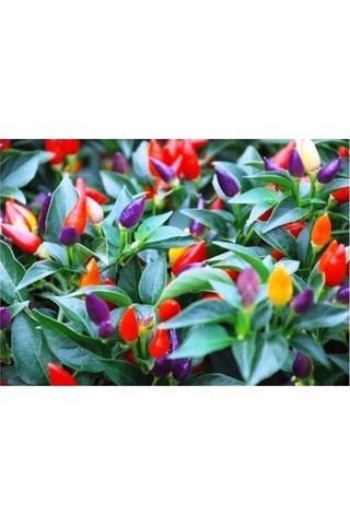 Karışık Renk - Gökkuşağı Süs Biberi Tohumu