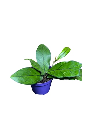 Hoya Crassipetiolata Mum Çiçeği