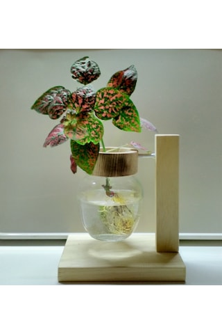 Topraksız Bitki ve Çiçek için Ahşap Ayaklı Dekoratif Cam Vazo