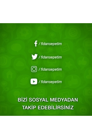 4 Yaş Aşılı Ekşi Kara Urmu Dut Fidanı N11.838