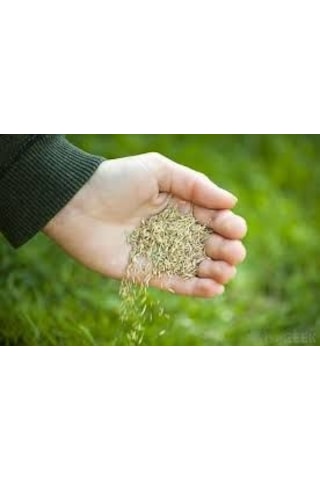 Çim Tohumu GRass Seed Yeşil Çim Tohumu İthal Çim Tohum 6M Karışım 2 KG