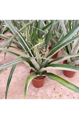 Ananas Bitkisi Üzeri Meyveli