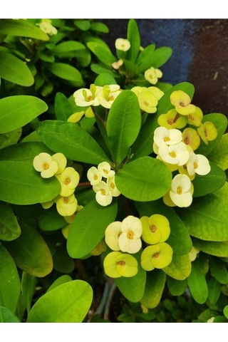 Krem Renk Ithal Dikenler Tacı 1 Adet Saksılı 20-40cm Çiçekli Kaktüs Euphorbia