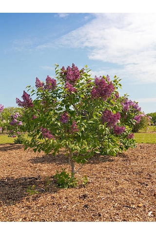 Videolu Hoş Kokulu Mor Renkli 1 Adet Leylak Ağacı Fidanı 40-80cm Tüplü Lilac Tree Sapling