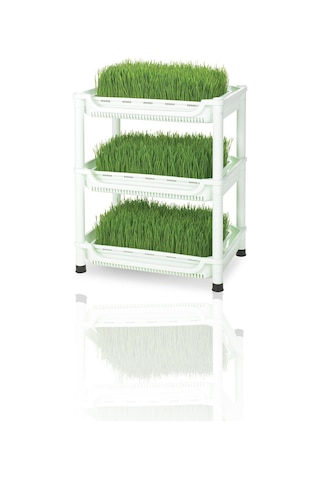 1000 Adet Tohum Buğday Çimi Tohumu