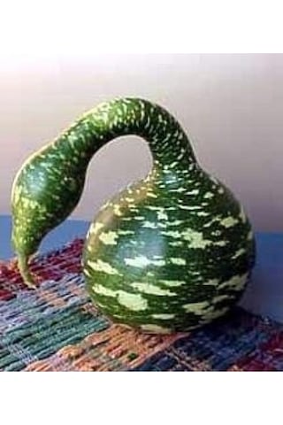 15 Adet Tohum Organik Eğri Kuğu Süs Su Kabak Tohumu Yeşil Su Kabağı Hediye