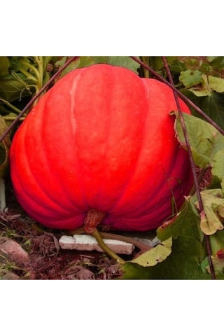 Dev Amerikan Balkabağı Tohumu