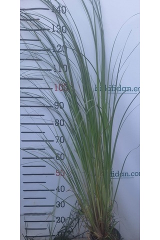 3 Yaş Pampas -saz Püskülü Fidanı-120-150 Cm