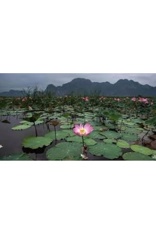 Nadir Lotus Çiçeği Tohumu Nilüfer Çiçeği Tohumu 1 Adet Tohum