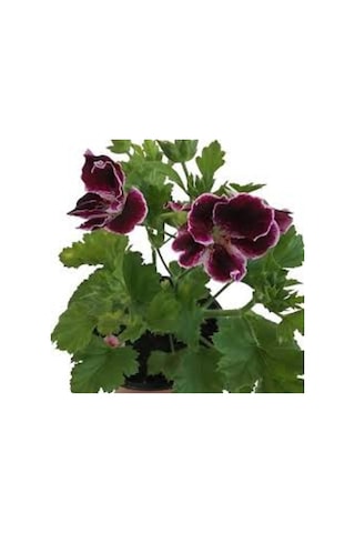 Saksılı Ceylan Gözü Canlı Çiçek 1 Adet 10-20 Cm