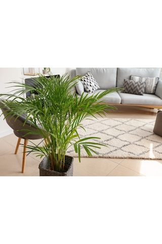 Areka Palmiyesi - Areca Palm 90-100 Cm
