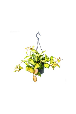 Alacalı Mum Çiçeği (Hoya carnosa Tricolor) - Askılı Saksıda