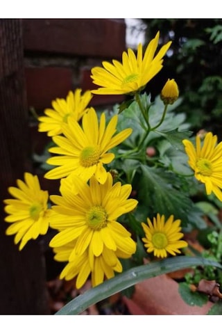 Çeşme Papatyası Sarı Renkli 20 40 Cm 1 Adet Saksılı Canlı Bitki Osteospermum