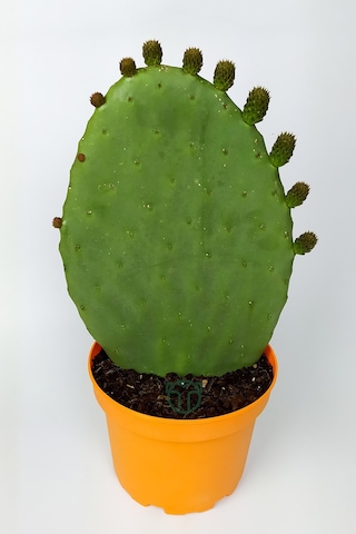 Dikenli İncir Saksıda Hint İnciri Kaynana Dili Frenk Yemişi Kürek Yemişi 19 CM Turuncu Saksıda