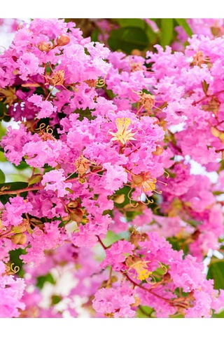 Pembe Oya Ağacı Fidanı 1 Adet Saksılı 30-60cm Çiçekli Ağaç