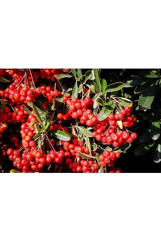 4 ADET Saksıda Ateş Dikeni (pyracantha) Fidanı (50-70 Cm)