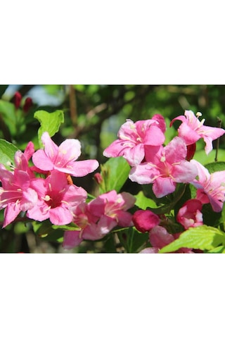Gelin Tacı Weıgela Florıda Pembe Çiçekli Vangelya 30-40 Cm S