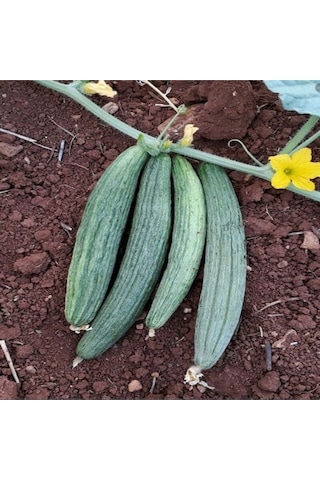 Black Kantarcı Acur Tohumu 50 Tohum