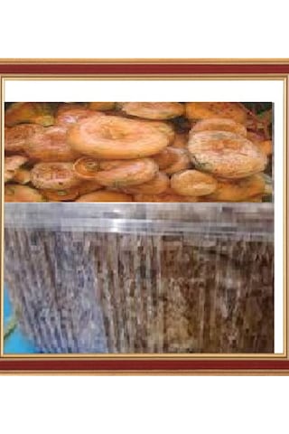 Kanlıca Mantarı Çintar Çam Melki Mantar Deneme Kiti 1 Adet