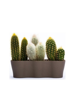 Poliwork Üçlü Kaktüs Saksı 8,5 Cm 01487670