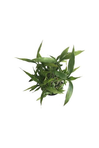 Lucky Bamboo (Şans Bambusu) Ø10,5 CM Y15-20 CM