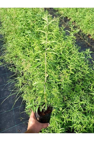 Nocturnum Limon Melisa Çiçeği Fidanı Saksıda 10-20 Cm