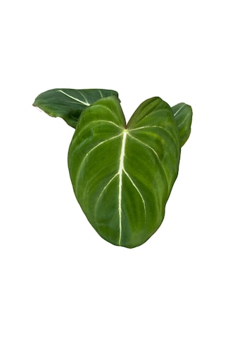 Philodendron Gloriosum Ø8,5 Cm 15-20 Cm