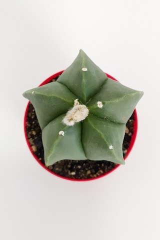 Astrophytum Myriostigma Quadricostatum Nadide Tür Nadir Özel