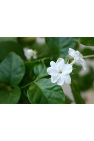 Serada Decor Plant Ful Yasemin Çiçeği 70 Cm Beyaz Yasemin