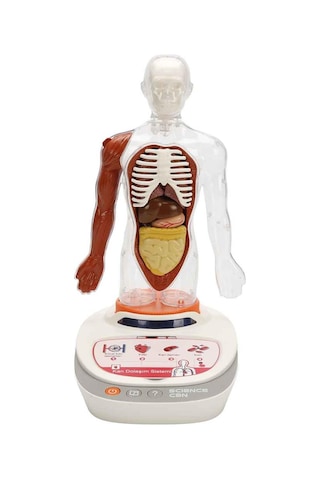 S00005280 Bilim Set İnsan Vücudu Modeli 23prç